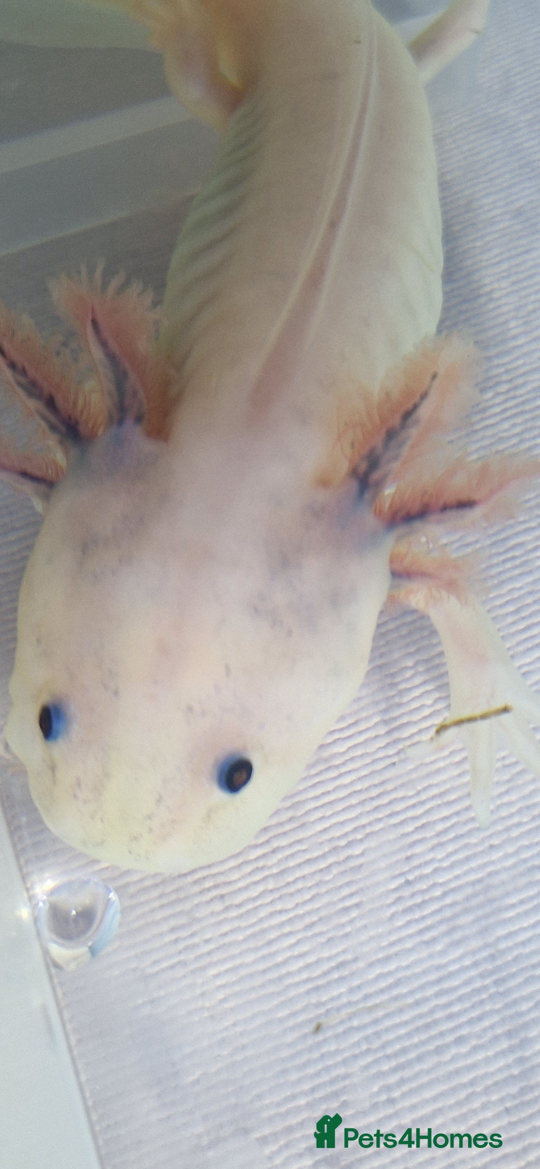 Axolotl reptiles for sale: Axolotls - Image 14