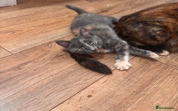 Domestic Shorthair cats for sale: 2 loving family playful kittens - Image 15