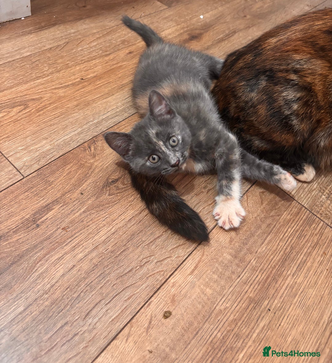 Domestic Shorthair cats for sale: 2 loving family playful kittens - Image 15