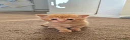 Mixed Breed cats for sale: VERY FRIENDLY FLUFFY KITTENS - Advert 18