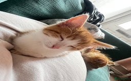 Mixed Breed cats for sale: 4 orange tabby kittens - Image 6