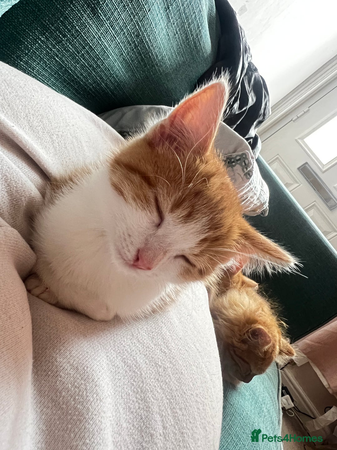 Mixed Breed cats for sale: 4 orange tabby kittens - Image 6