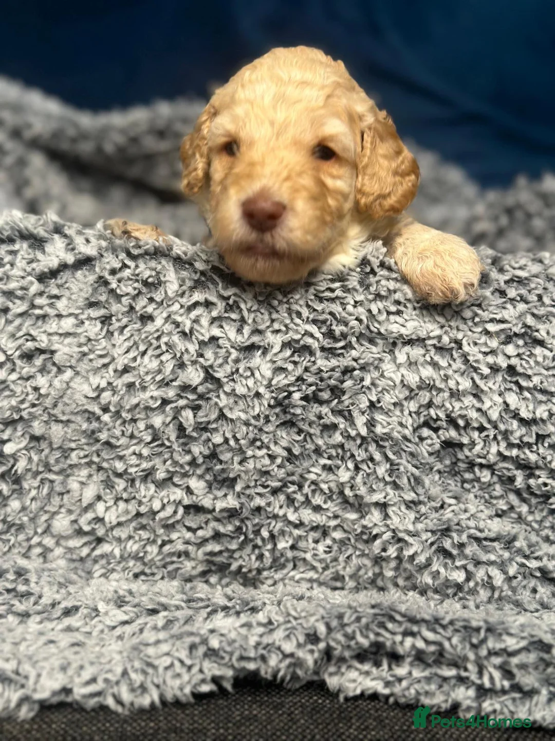 Miniature Poodle dogs for sale: Gorgeous pure bred miniature poodles - Advert 23