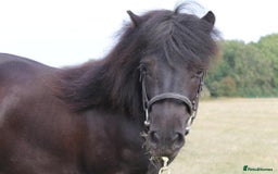 Shetland pony horses for sale: Billy -  black 3yo Shetland pony gelding. - Image 2