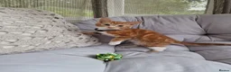 Domestic Shorthair cats for sale: Friendly, cute kittens ready for new homes - Advert 5