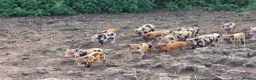 Pig livestock for sale: Minature Piglets (Juliana x Mini KuneKune) - Advert 8