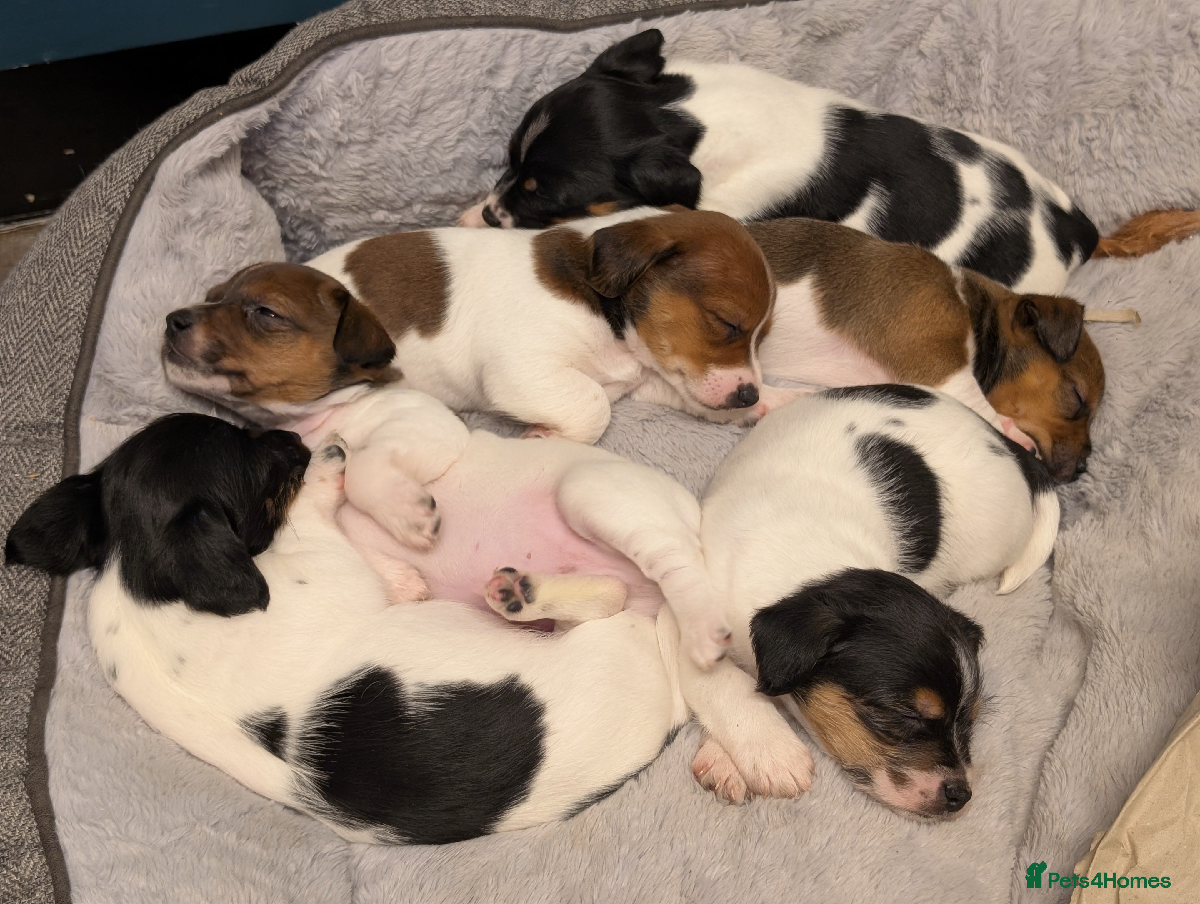 Jack Russell dogs 🐶 Jack Russell Boys – Ready Monday 23rd Feb🐶 - Advert 5