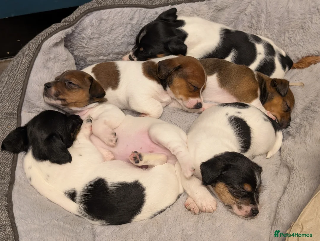 Jack Russell dogs for sale: 🐶 Jack Russell Boys – Ready Monday 23rd Feb🐶 - Advert 1