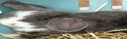 Mini Lop rabbits for sale: Stunning Lilac split/Lilac self mini lops  - Advert 9