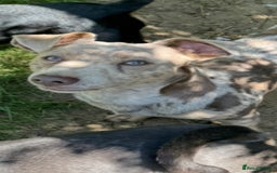 Jack Russell dogs for sale: Jack Russel male Lilca Merle  - Image 5