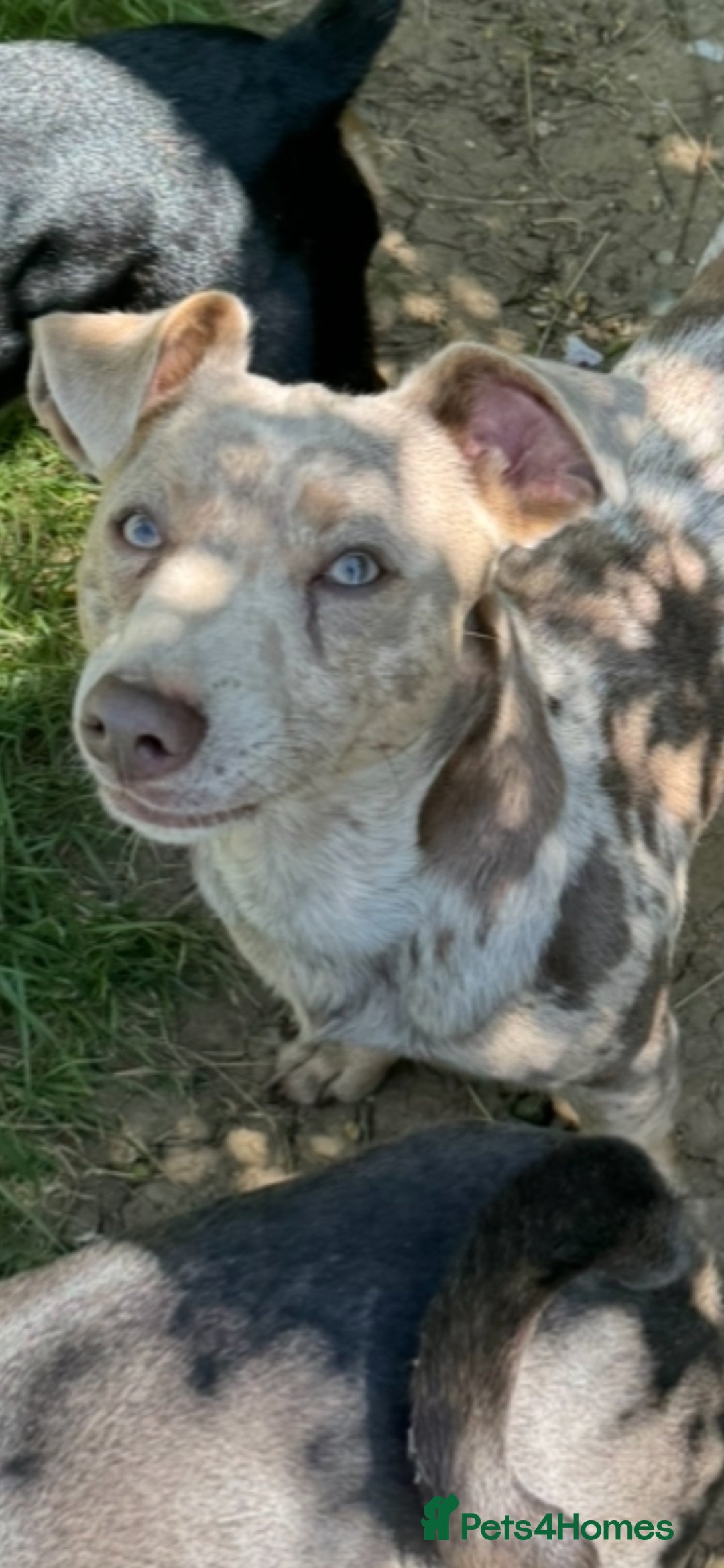 Jack Russell dogs for sale: Jack Russel male Lilca Merle  - Image 5