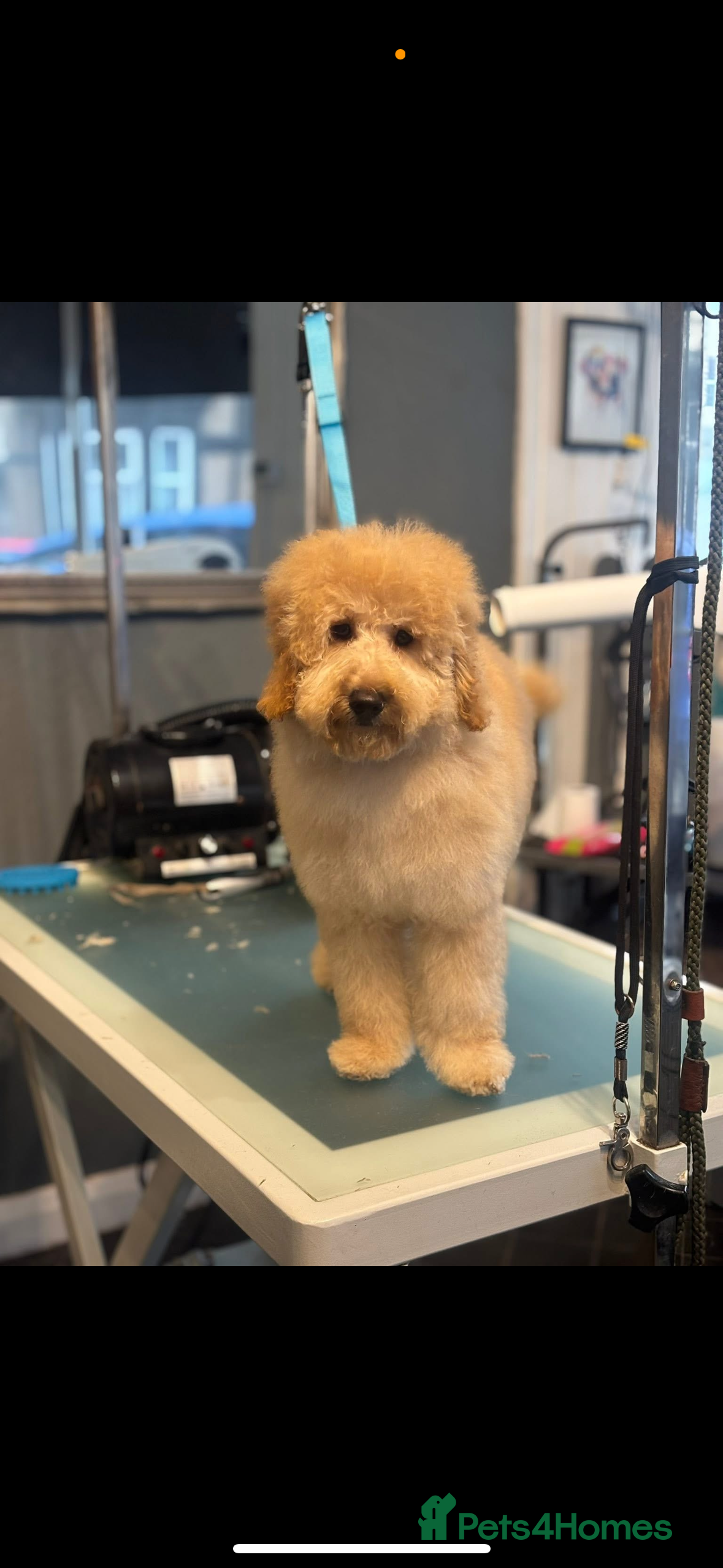 Labradoodle dogs 5 month old labradoodle (Buzz) - Advert 16