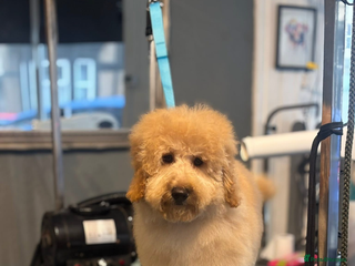 Labradoodle dogs 5 month old labradoodle (Buzz) - Advert 1