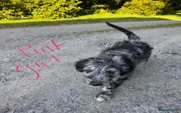 Goldendoodle dogs for sale:  F1b golden doodle puppies ready to go.  in Llandeilo - Image 4