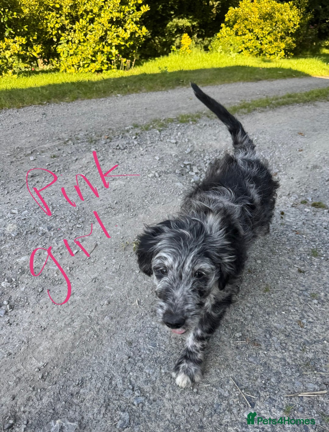 Goldendoodle dogs for sale:  F1b golden doodle puppies ready to go.  in Llandeilo - Image 4