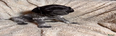 German Shorthaired Pointer Puppy 8