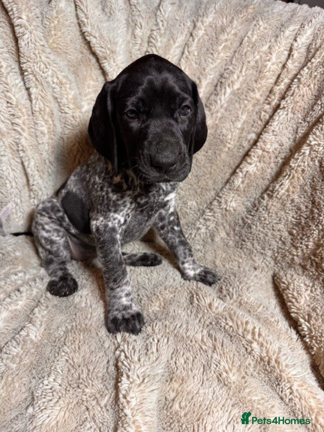 German Shorthaired Pointer dogs for sale: KC Reg Champ blood Lines GSP Pointer Pups - Leeds - Advert 14