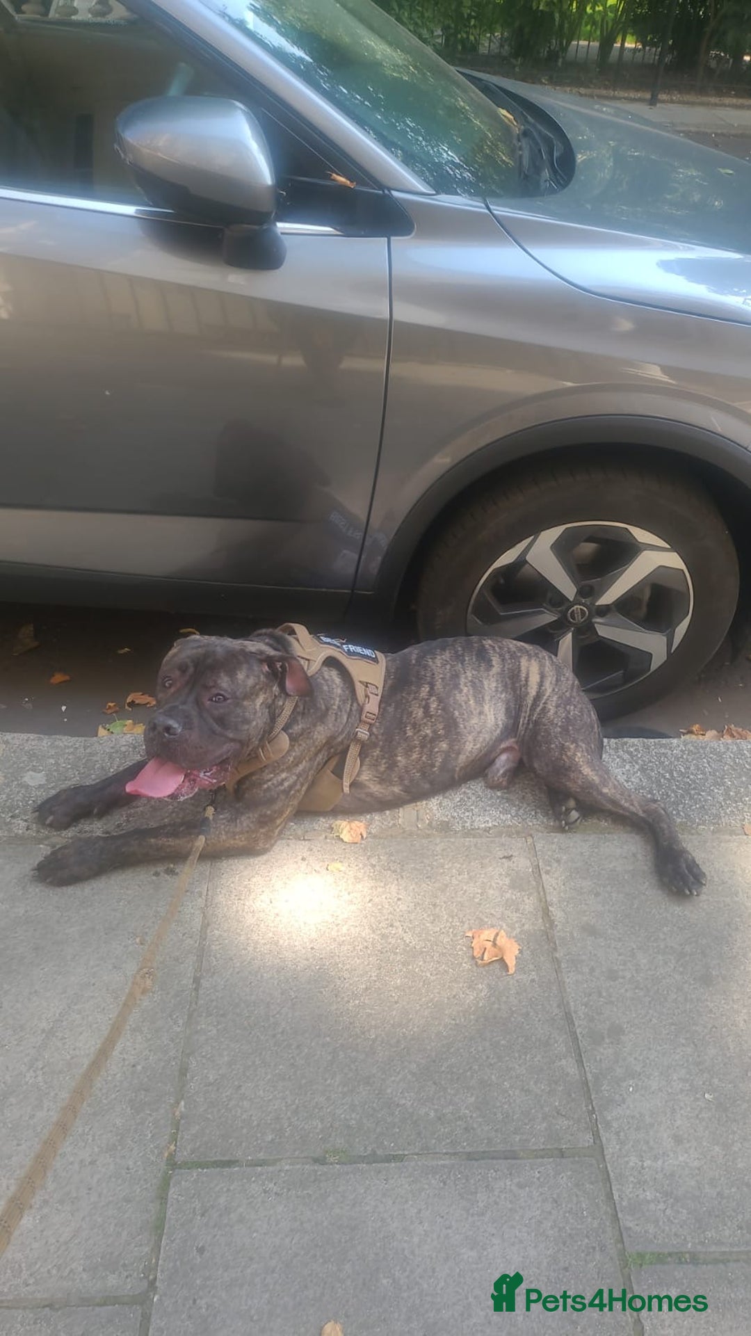 Cane Corso dogs for sale: Cane Corso  - Image 3