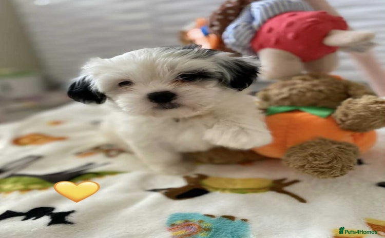 Malshi dogs - Advert 1