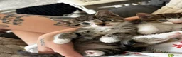 Mixed Breed cats for sale: Beautiful litter of kittens in Louth - Advert 3