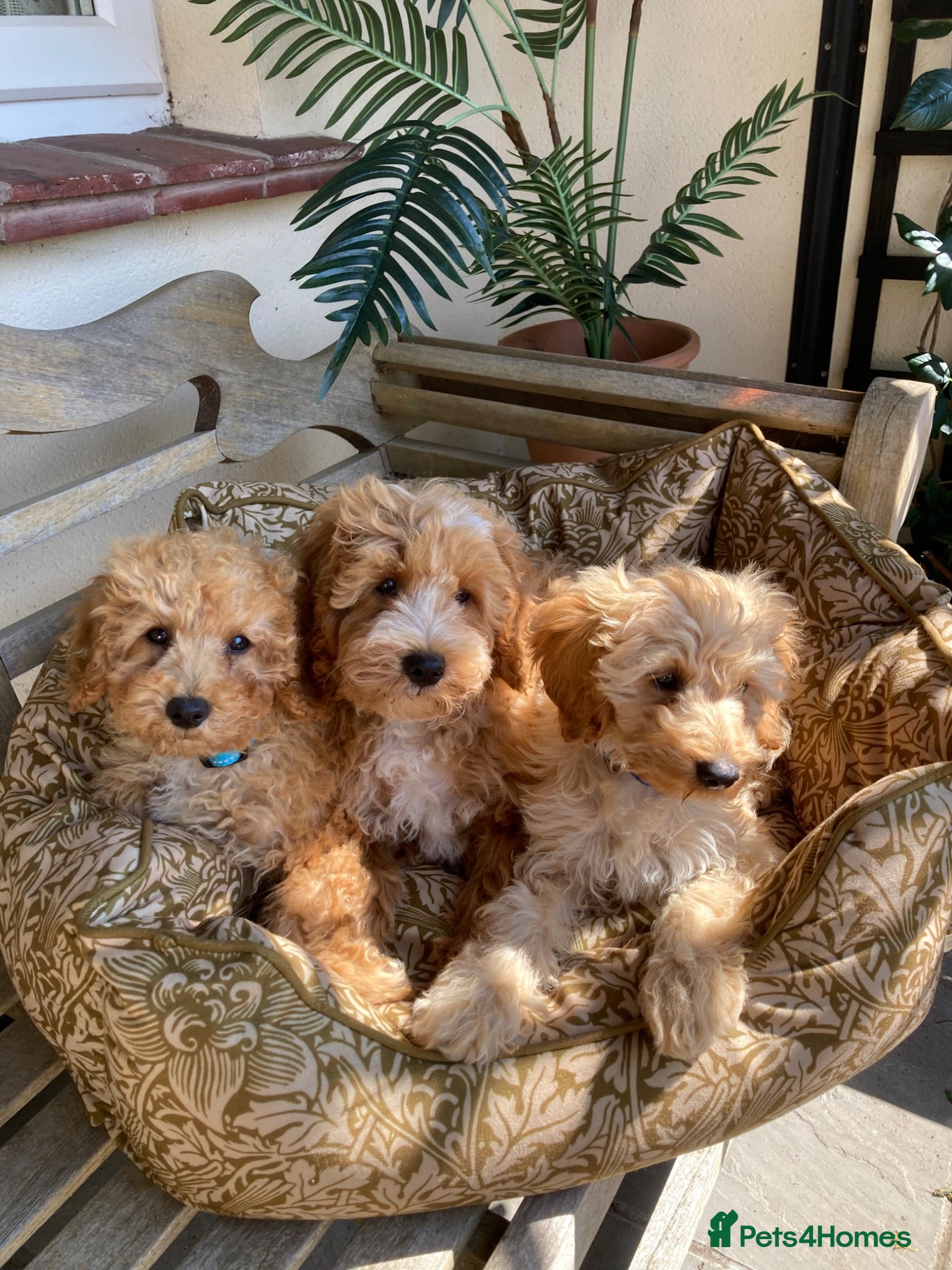 Cavapoochon dogs Gorgeous F1b Cavapoochon puppies - Advert 7