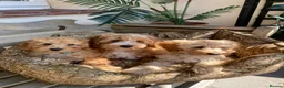 Cavapoochon dogs for sale: Gorgeous F1b Cavapoochon puppies - Advert 1