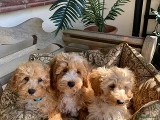 Cavapoochon dogs Gorgeous F1b Cavapoochon puppies - Advert 5