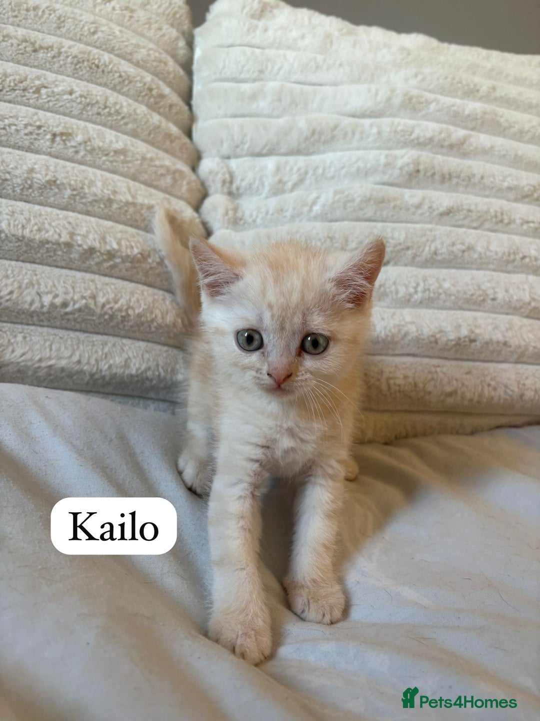British Shorthair cats for sale: Beautiful British shorthair kittens - Image 20