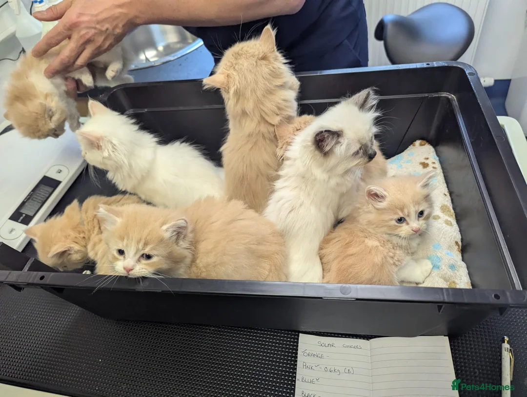 Ragcoon cats for sale: Ragdoll X Maine coon (ragcoon) in Dundee - Advert 20