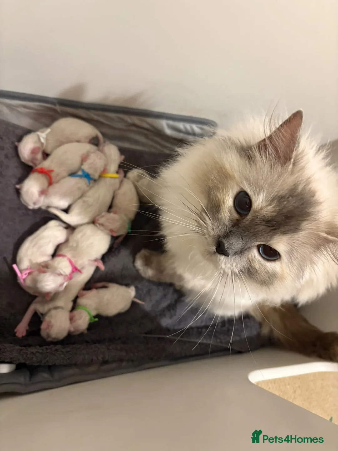 Ragdoll cats for sale: 2 beautiful ragdoll sisters  in Bristol - Advert 2