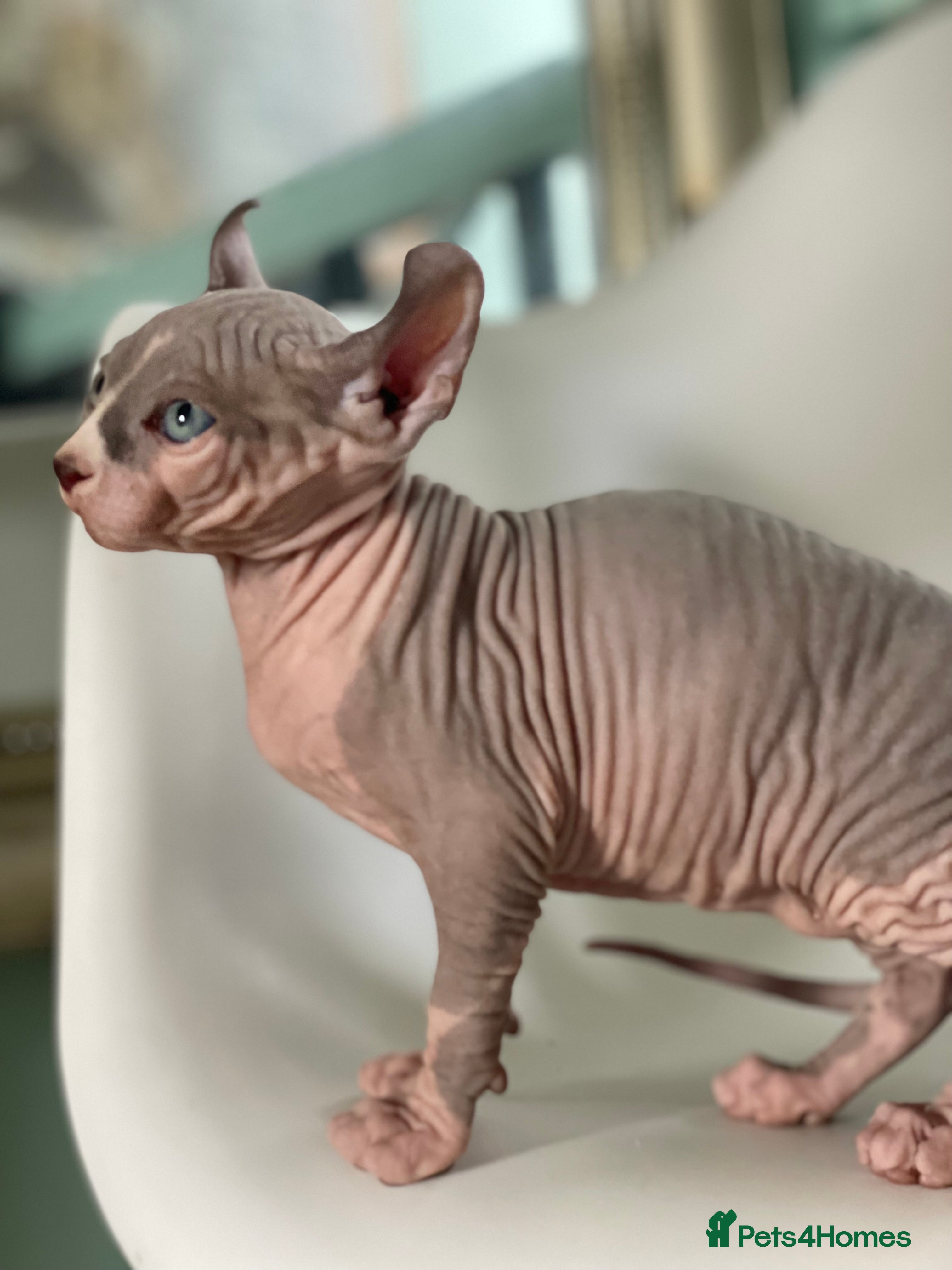 Sphynx cats Elf Kittens LAST BOY  - Advert 1