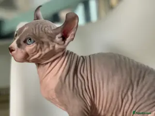 Sphynx cats Elf Kittens LAST BOY - Advert 1