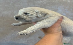 Golden Retriever dogs for sale: KC Reg pups, Health tested parents. - Image 7