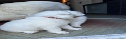 Samoyed dogs for sale:     Adorable Samoyed Puppies Looking for 5★ Homes - Advert 36