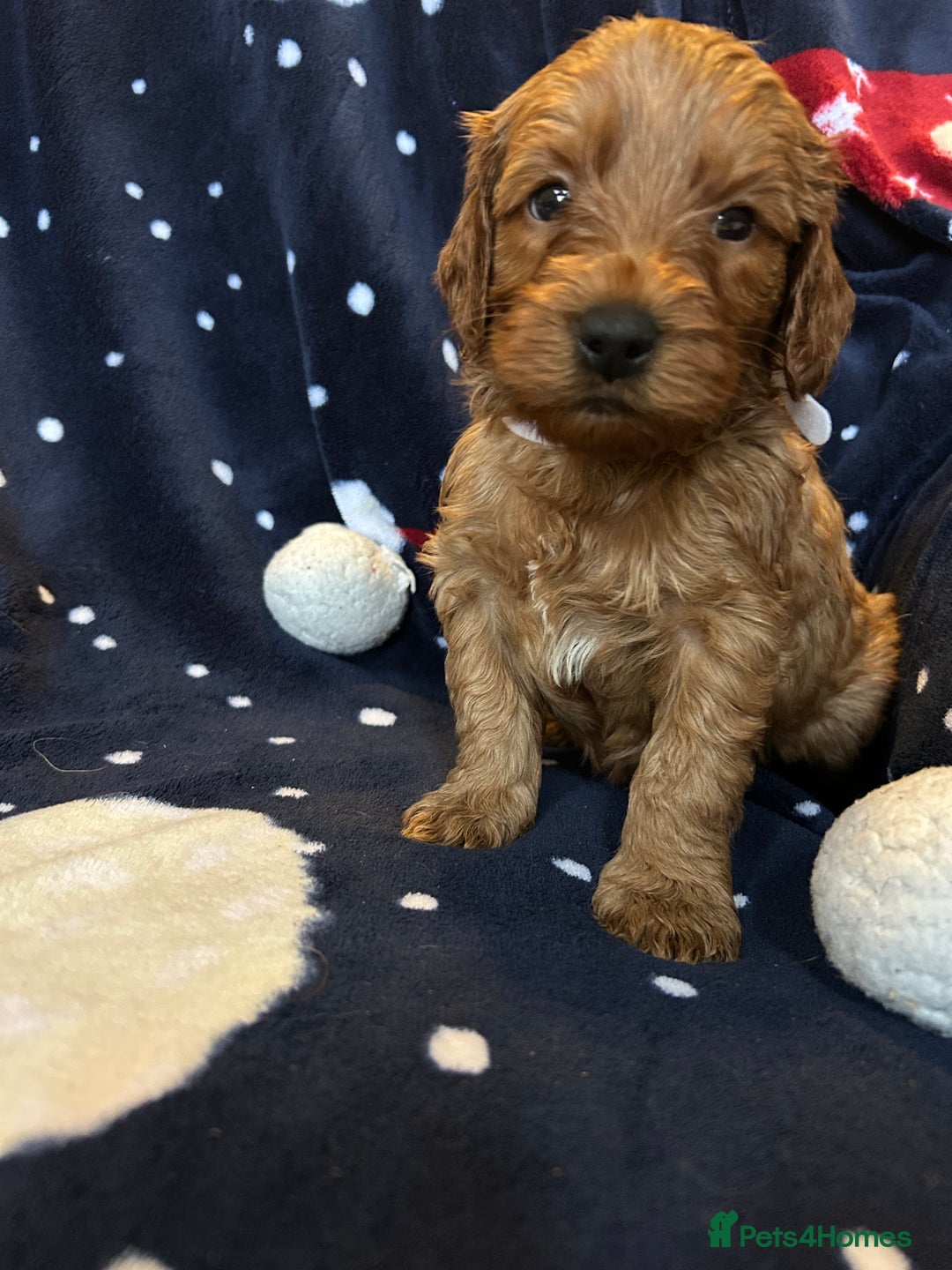 Labradoodle dogs for sale: 🐾F1b Healthy Labradoodle Puppies – Ready 18 Dec🐾 - Advert 33