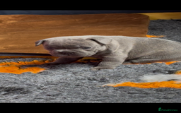 French Bulldog dogs for sale: French bulldog pups ❤️ - Image 7