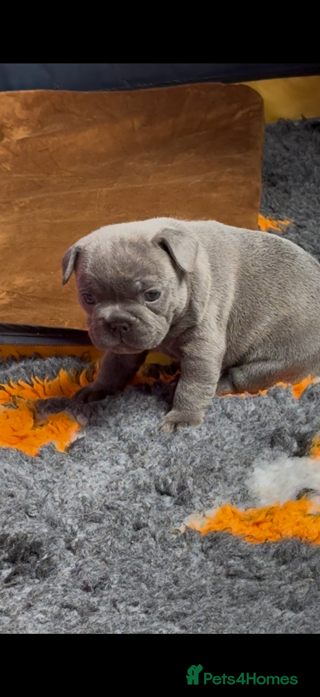 French Bulldog dogs for sale: French bulldog pups ❤️ - Image 7