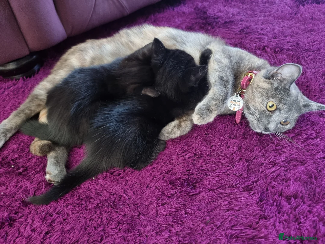 Mixed Breed cats for sale: 2 kittens for sale.  - Advert 2