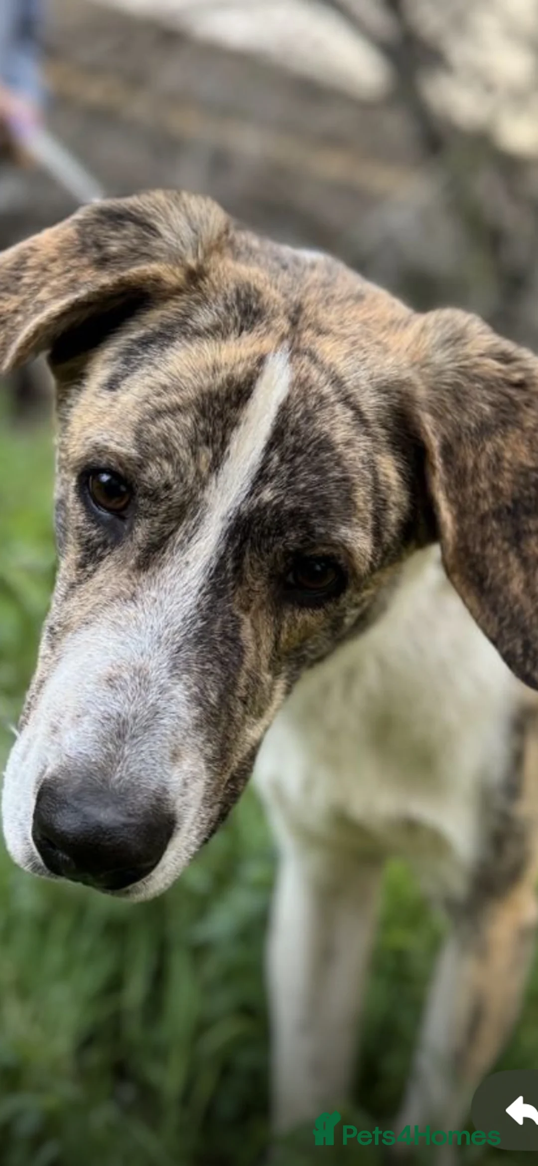 Mixed Breed dogs for adoption: Forever Home Needed For Oliver 🏡  - Advert 2