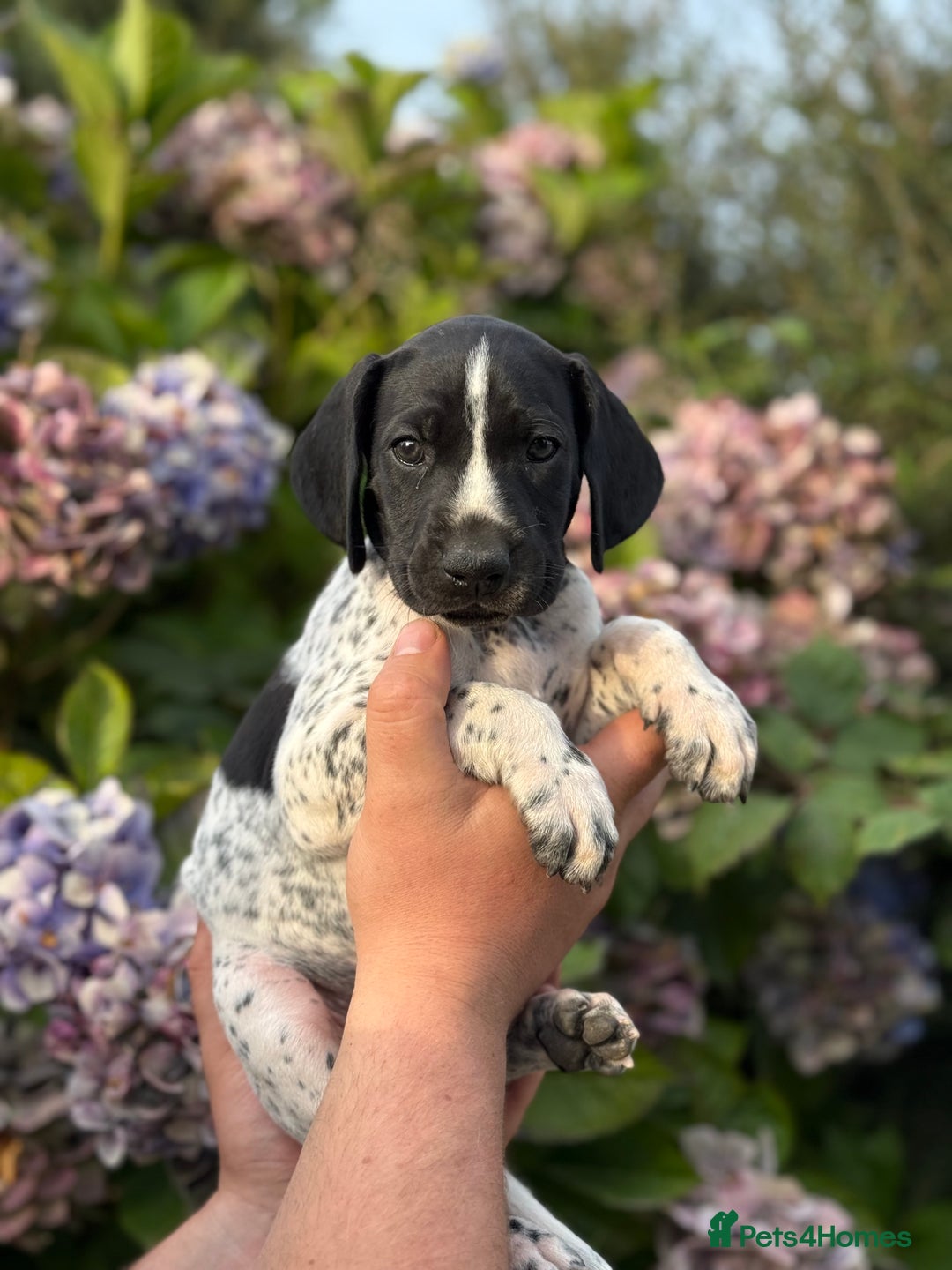 German Shorthaired Pointer dogs for sale: German Shorthaired Pointer Puppies - Image 2