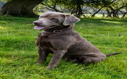 Labrador Retriever dogs for stud: Silver Labrador Stud- KC Registered  in Uttoxeter - Image 6