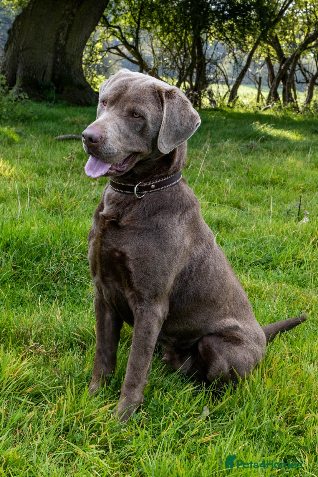 Labrador Retriever dogs for stud: Silver Labrador Stud- KC Registered  in Uttoxeter - Image 6