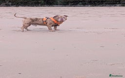 American Bully dogs for stud: Bruce  - Image 8