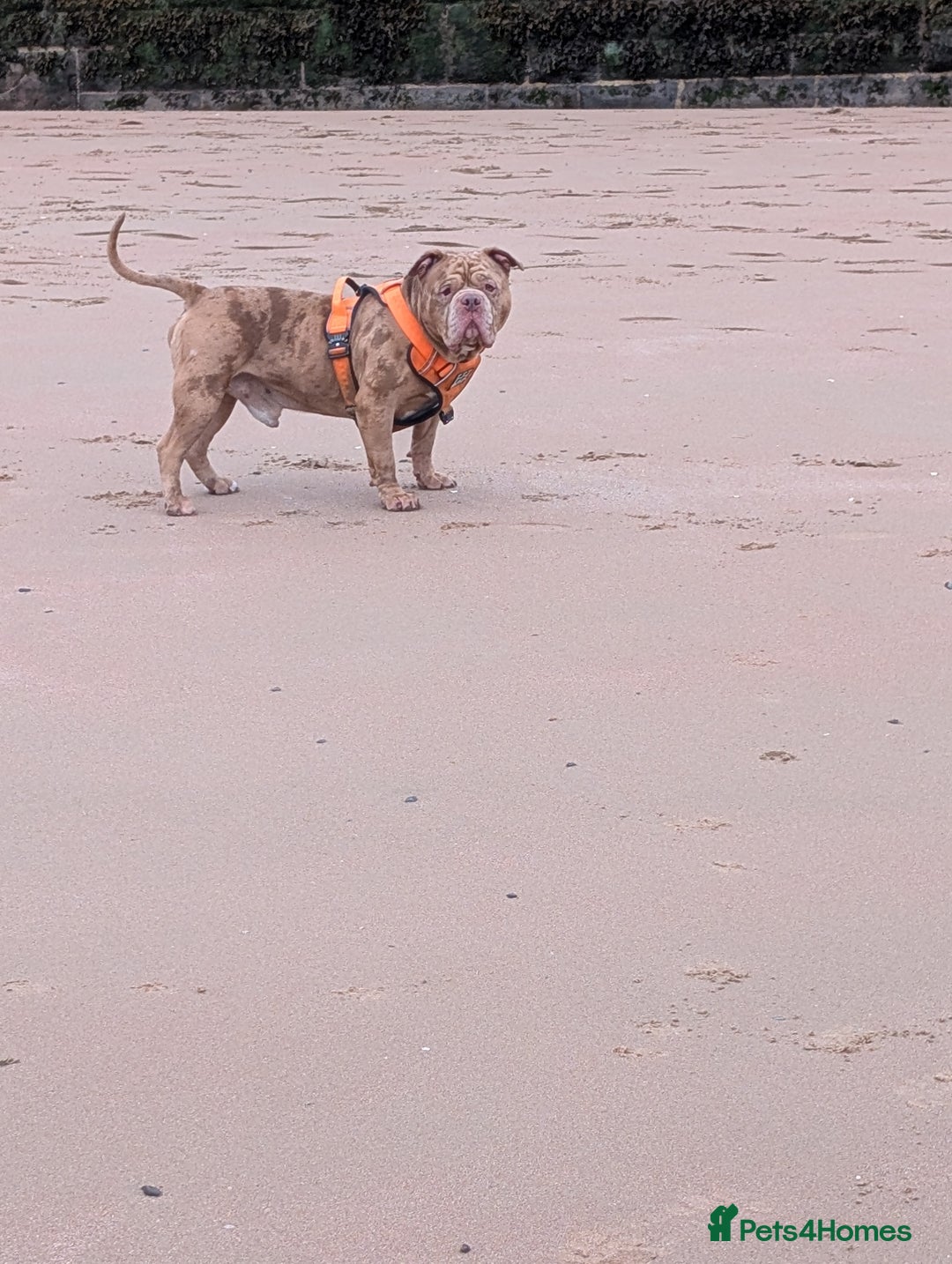 American Bully dogs for stud: Bruce  - Image 8