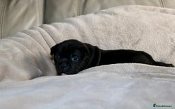 Staffordshire Bull Terrier dogs for sale: KC Reg Staff Pups Blue/Black, Champion Blood Lines - Image 8
