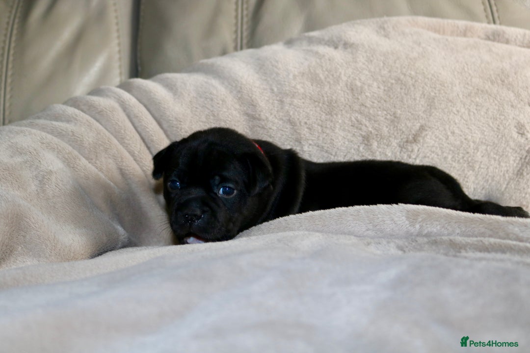 Staffordshire Bull Terrier dogs for sale: KC Reg Staff Pups Blue/Black, Champion Blood Lines - Image 8