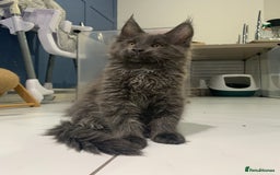 Maine Coon cats for stud: Proven GCCF & TICA Black Smoke stud in Bolton - Image 12