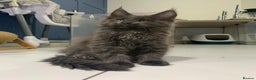 Maine Coon cats for stud: Proven GCCF & TICA Black Smoke stud in Bolton - Advert 13