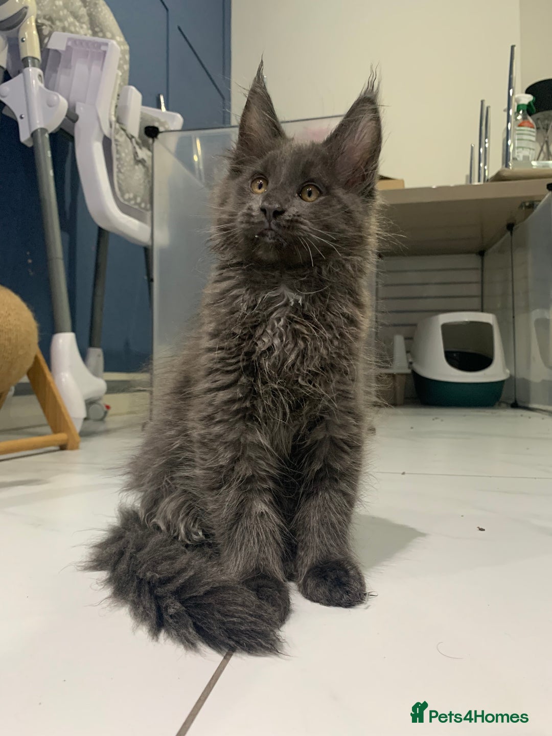 Maine Coon cats for stud: Proven GCCF & TICA Black Smoke stud in Bolton - Image 12