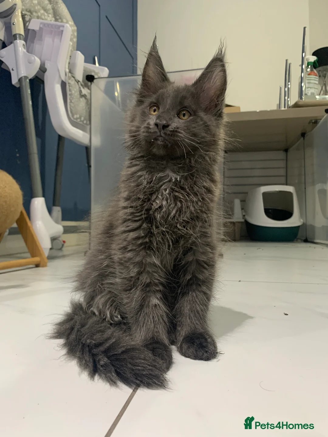 Maine Coon cats for stud: Proven GCCF & TICA Black Smoke stud in Bolton - Advert 13